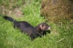 European Polecat (mustela Putorius) Stock Photo