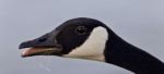 Isolated Image Of A Funny Canada Goose Screaming Stock Photo