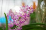 Pink Orchid With Beauty Stock Photo