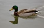 Beautiful Isolated Photo Of A Mallard Swimming Stock Photo