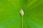 Lotus And Leaf Background Stock Photo