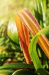 Leaves With Green Nature Stock Photo