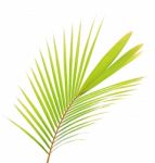 Coconut Leaf Isolated On White Background Stock Photo