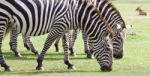 Beautiful Background With The Zebras Stock Photo