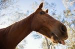 Horse In The Paddock Stock Photo