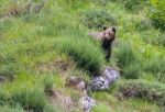 Brown Bear In Asturian Lands Stock Photo