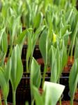 Tulips Seedling Closeup Stock Photo