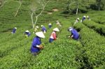 Dalat, Vietnam, July 30, 2016: A Group Of Farmers Picking Tea On A Summer Afternoon In Cau Dat Tea Plantation, Da Lat, Vietnam Stock Photo