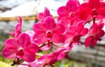 Beautiful Orchid In Garden Stock Photo