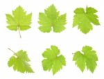 Grape Leaf Isolated On The White Background Stock Photo