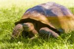 Giant Turtle From Galapagos Stock Photo