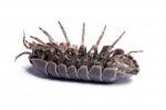 Woodlice Bug Stock Photo