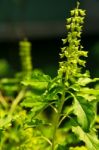 Holy Basil Flower Stock Photo