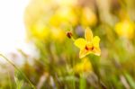 Soft-focus Close-up Of Yellow Flowers Plant With Bokeh Stock Photo