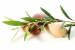 Stones And Olive Branch Stock Photo