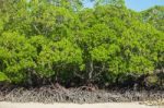 Mangrove Forest Stock Photo