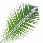 Palm Leaf Isolated On White Background Stock Photo