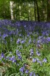 Bluebells In Staffhurst Woods Near Oxted Surrey Stock Photo