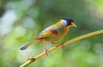 Silver-eared Mesia Stock Photo