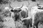 Country Cows Stock Photo