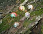 Painted In Snail Shell Stock Photo