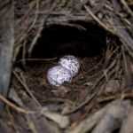 Mangrove Pitta Eggs Stock Photo