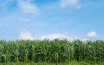 Corn Field Green Meadow Farm And Blue Sky Stock Photo