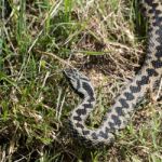 Common European Adder (vipera Berus) Stock Photo