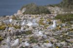 Young Seagulls Near The Cliffs Stock Photo