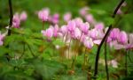 Cyclamens In A Greek Forest Stock Photo