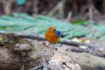 Male Orange Headed Thrush Stock Photo