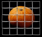 Pumpkin Stock Photo