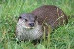 Eurasian Otter (lutra Lutra) Stock Photo