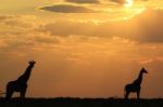 Giraffe - African Wildlife Background - Golden Nature Stock Photo