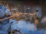 Cormorant Standing On A Fallen Tree Stuck In The Weir On The Riv Stock Photo