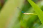 Blue Dragon Stock Photo