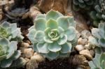 Succulent Plant Stock Photo