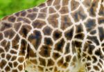 Giraffe Stock Photo