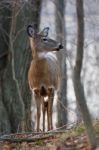 Photo Of The Deer Looking At Something Stock Photo