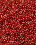 Redcurrant Stock Photo