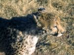 Cheetah In Namibia Stock Photo