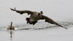 Isolated Photo With A Canada Goose Flying Away From His Rival Stock Photo