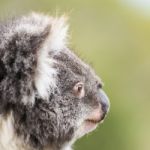 Koala By Itself In A Tree Stock Photo