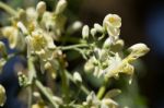 White Flower Of Horse Radish Tree Stock Photo