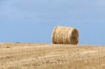 Harvest In Sardinia Stock Photo