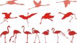 Pink Flamingos Stock Photo