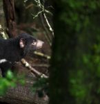 Tasmanian Devil Found During The Day In Tasmania Stock Photo