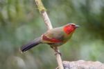 Red-faced Bird, Scarlet-faced Liocichla Stock Photo