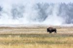 American Bison (bison Bison) Stock Photo