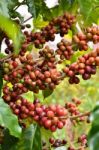 Fresh Coffee Bean On Tree Stock Photo